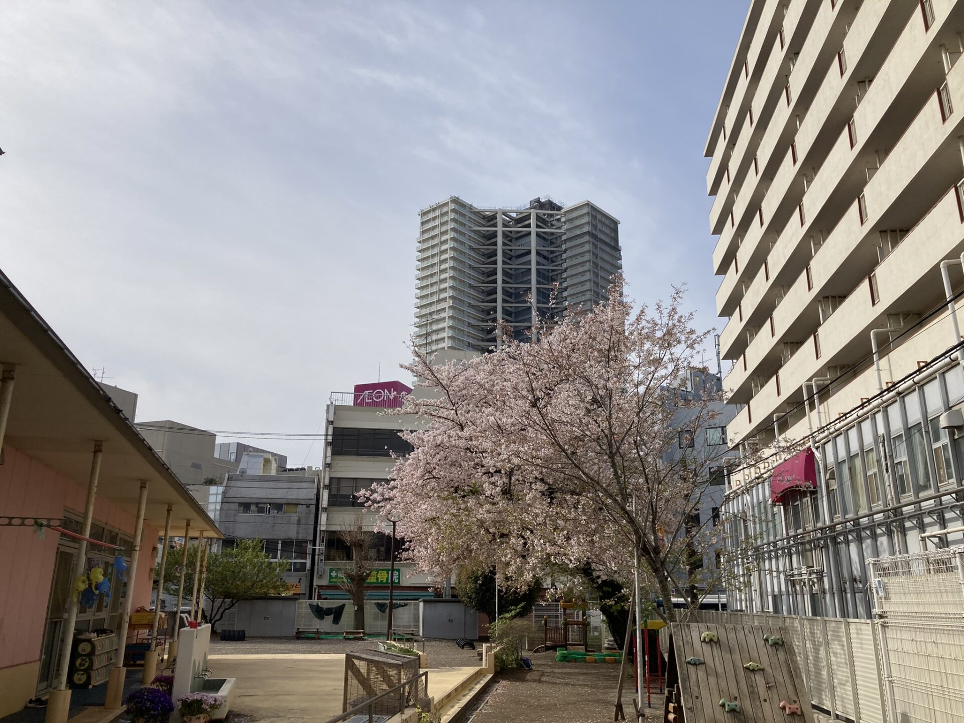 園庭がある園、毎年桜が綺麗